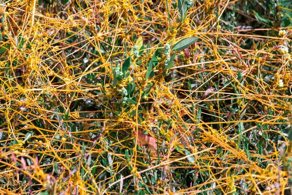 Dodder Genus Cuscuta is The parasite wraps — Stock Photo, Image