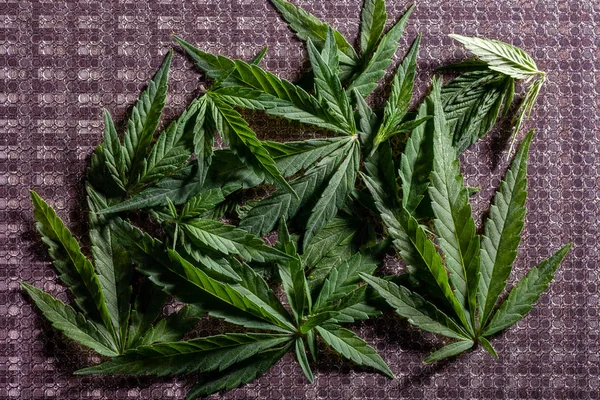 Samenstelling van verse marihuana plant en bladeren — Stockfoto