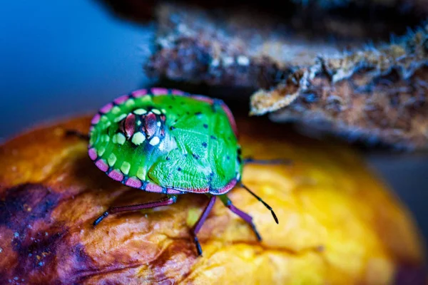 Nezara viridula green shield bug southern strank — стоковое фото