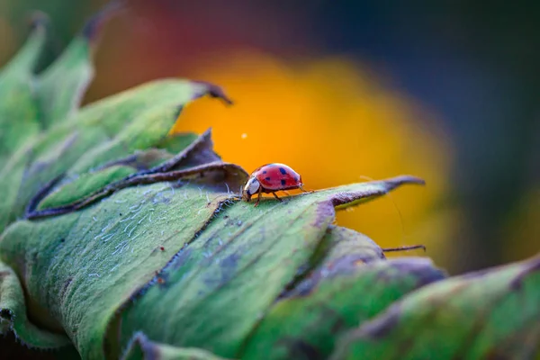 Makro des Marienkäfers auf einem Grashalm — Stockfoto