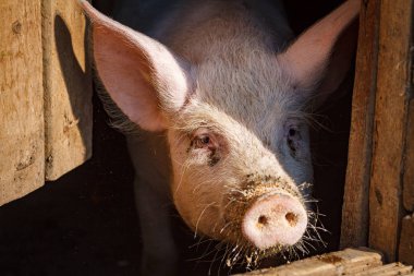 Domuz çiftliğinde büyük bir domuz kafası.