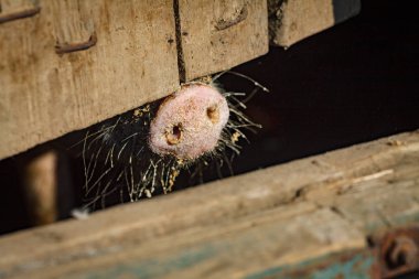 Domuz çiftliğinde büyük bir domuz kafası.