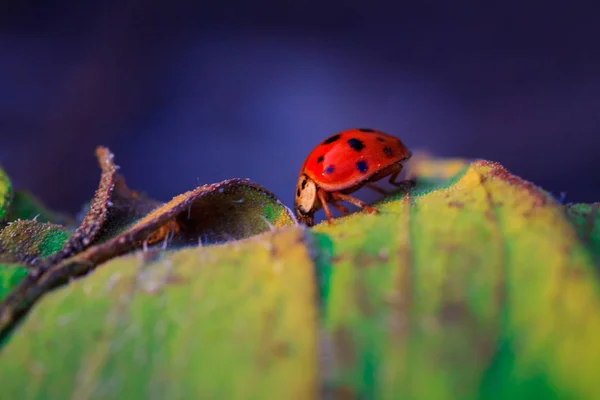 Makro des Marienkäfers auf einem Grashalm — Stockfoto