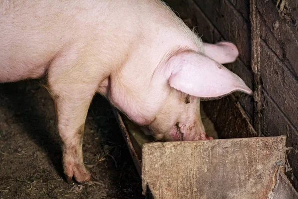 養豚場で大規模な豚頭のクローズアップ — ストック写真