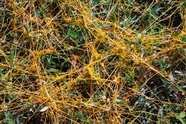 Dodder Genus Cuscuta is The parasite wraps