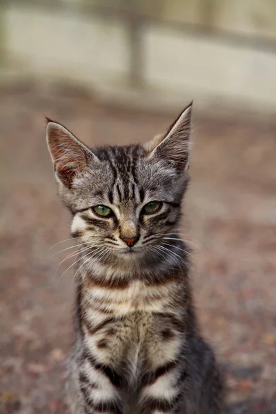 Gatinho de rua de uma bela cor de tigre — Fotografia de Stock