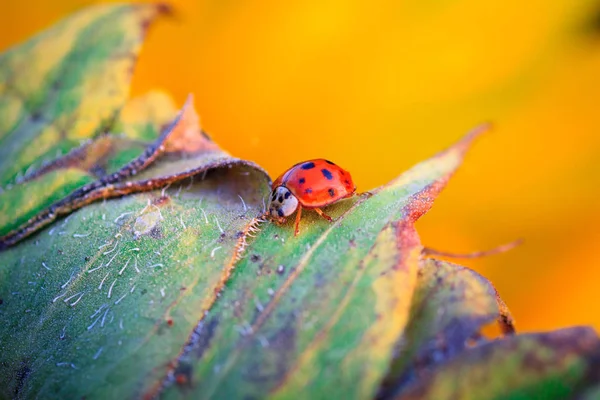 Makro berušky na stéblu trávy — Stock fotografie