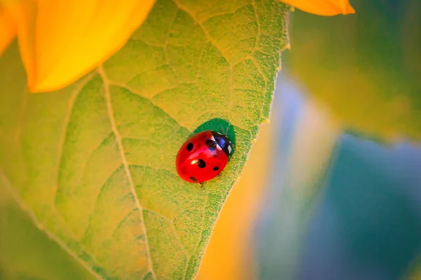 Marienkäfer auf Sonnenblume — Stockfoto