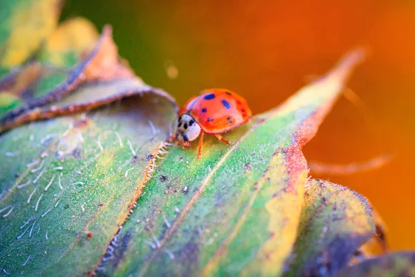 Macro de joaninha em uma lâmina de grama — Fotografia de Stock