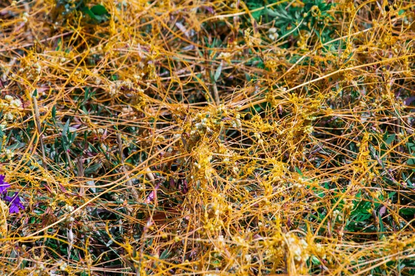 Dodder Genus Cuscuta is The parasite wraps — Stock Photo, Image