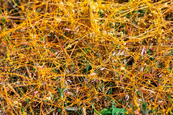 Dodder Genus Cuscuta is The parasite wraps — Stock Photo, Image