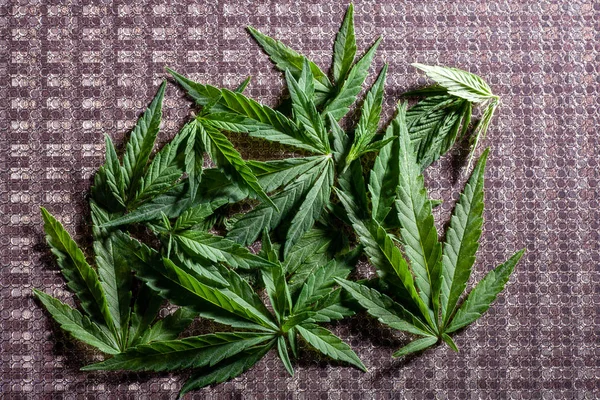 Composição da planta de maconha fresca e folhas — Fotografia de Stock