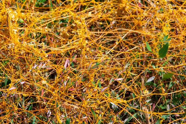 Schwarzfahrer-Gattung cuscuta ist die Parasitenwickel — Stockfoto