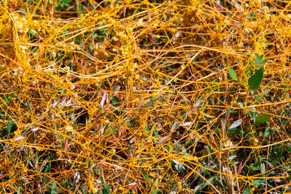 Dodder Genus Cuscuta is The parasite wraps