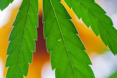 Kenevir ve marihuana yeşil yaprağının tematik fotoğrafları
