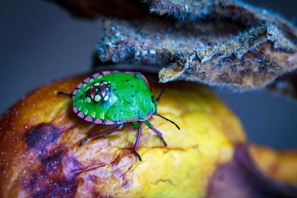 Nezara viridula green shield bug southern strank — стоковое фото