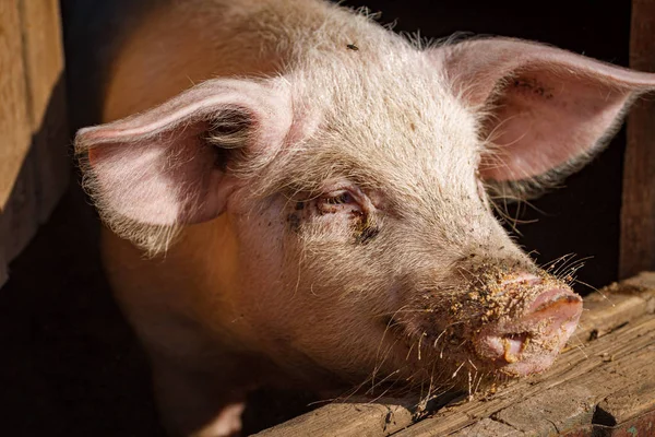 A large pigs head close-up on a pig farm — Stock Photo, Image