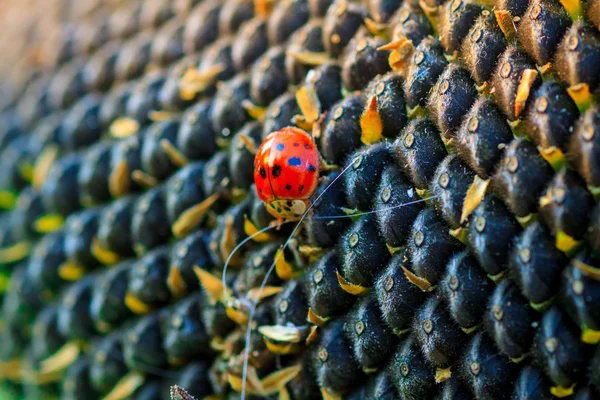 O girassol com sementes pretas e joaninha — Fotografia de Stock