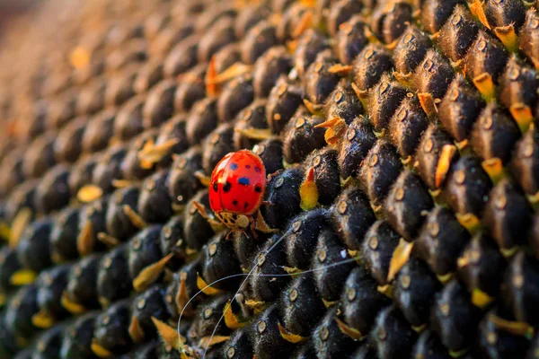 Die Sonnenblume mit schwarzen Samen und Marienkäfer — Stockfoto