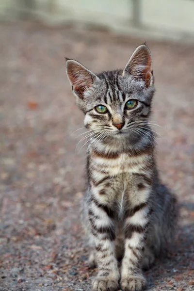 Street kitten of a beautiful tiger color — Stock Photo, Image