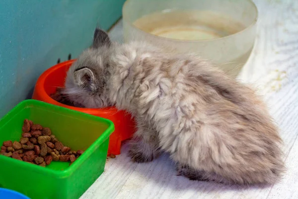 Котята едят кошачий корм фон — стоковое фото