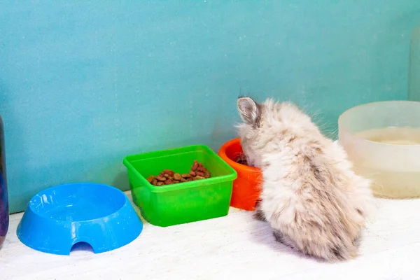 kitten eating cat food background