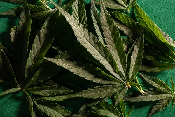 Antecedentes das folhas de cannabis . — Fotografia de Stock