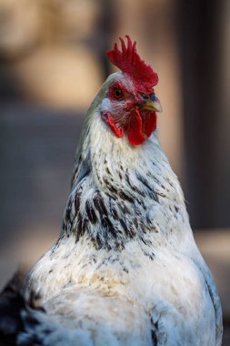Çiftlikteki tavuk kümesinde bir horozun yakın çekimi.