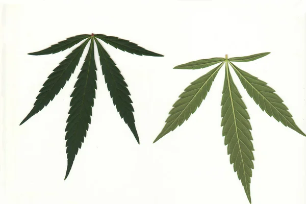 Hojas de marihuana medicinal — Foto de Stock