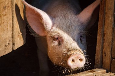 Domuz çiftliğinde büyük bir domuz kafası.