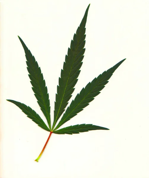 Foglie di marijuana medica — Foto Stock