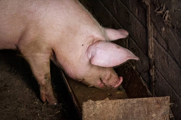 Um grande porcos cabeça close-up em uma fazenda de suínos — Fotografia de Stock