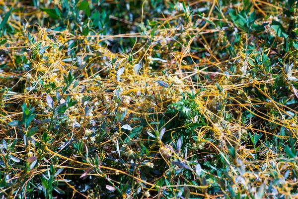 Dodder Genus Cuscuta is The parasite wraps — Stock Photo, Image