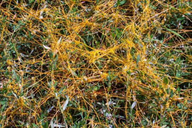 Dodder Cins Cuscuta parazit sarar olduğunu
