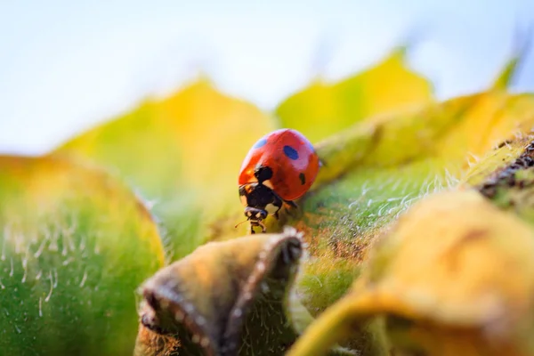 Macro de joaninha em uma lâmina de grama — Fotografia de Stock