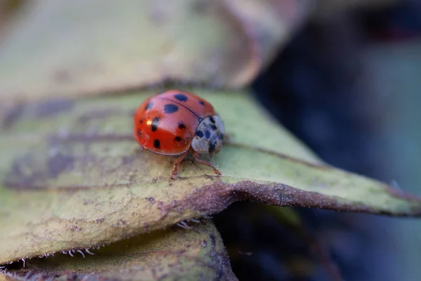 Le tournesol aux graines noires et coccinelle — Photo