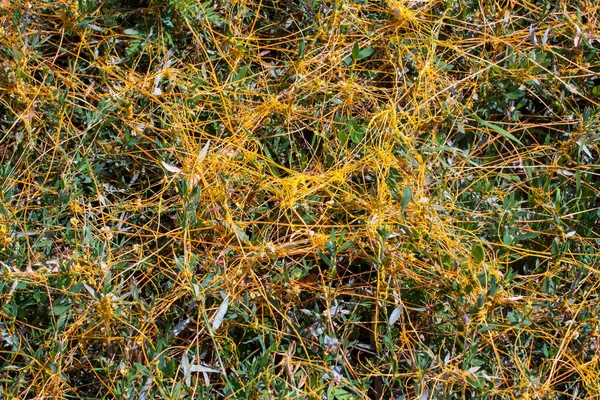 Schwarzfahrer-Gattung cuscuta ist die Parasitenwickel — Stockfoto