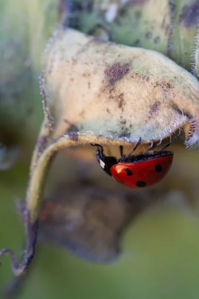 Macro de joaninha em uma lâmina de grama — Fotografia de Stock