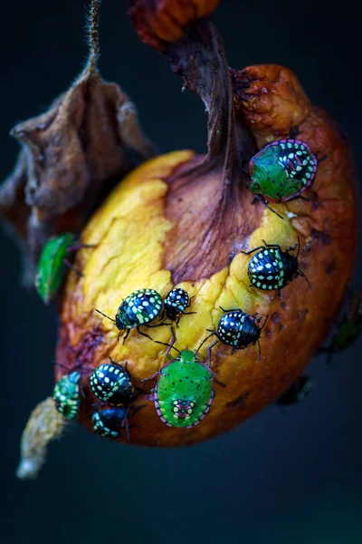 Nezara viridula green shield bug southern strank — стоковое фото