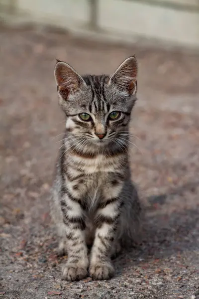 Вуличний кошеня красивого тигрового кольору — стокове фото