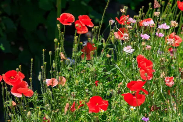 Summer meadow with red poppies — Stock Photo, Image