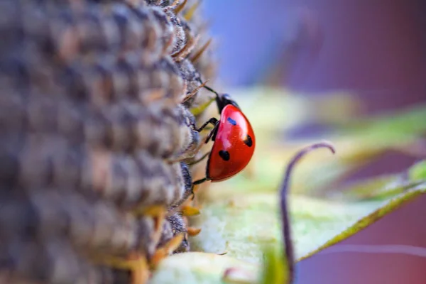 Macro de joaninha em uma lâmina de grama — Fotografia de Stock