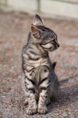 Asetaminofen zehirlenmesinden şişmiş yüzlü kedi yavrusu
