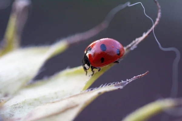 Coccinelle sur tournesol — Photo