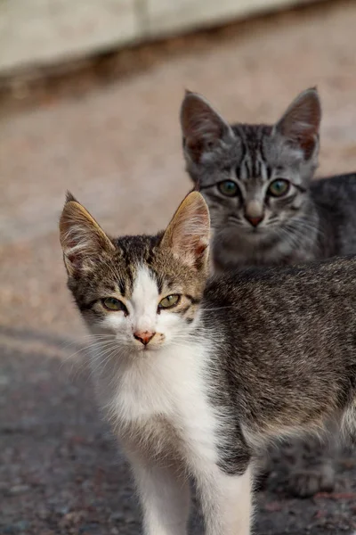 Et par små kattunger sittende i støvler – stockfoto