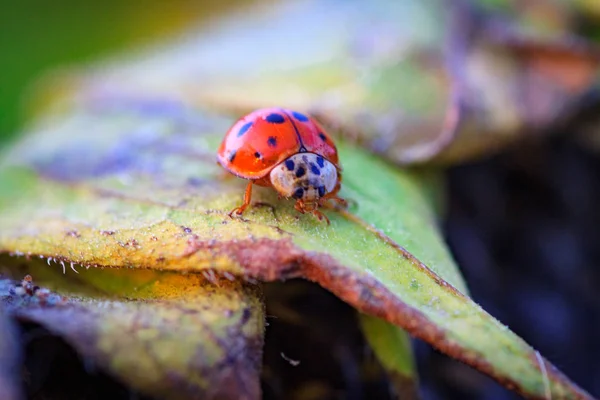 Macro de joaninha em uma lâmina de grama — Fotografia de Stock