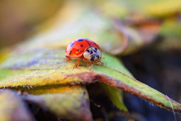 Macro de joaninha em uma lâmina de grama — Fotografia de Stock