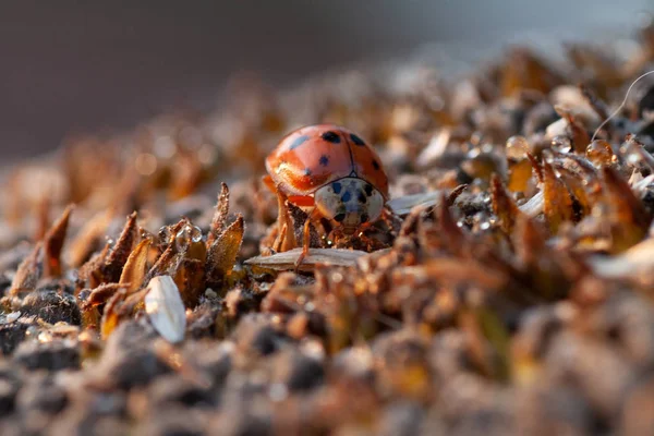 De zonnebloem met zwarte zaden en lieveheersbeestje — Stockfoto