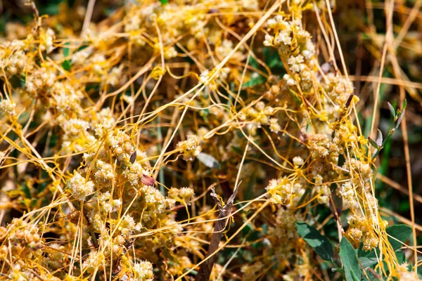 Dodder Gênero Cuscuta é O parasita envolve — Fotografia de Stock