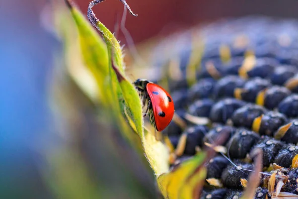 Macro de joaninha em uma lâmina de grama — Fotografia de Stock